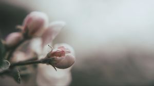 Preview wallpaper bud, flower, pink, blur, macro