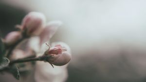 Preview wallpaper bud, flower, pink, blur, macro