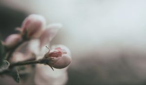 Preview wallpaper bud, flower, pink, blur, macro