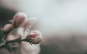 Preview wallpaper bud, flower, pink, blur, macro