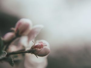 Preview wallpaper bud, flower, pink, blur, macro