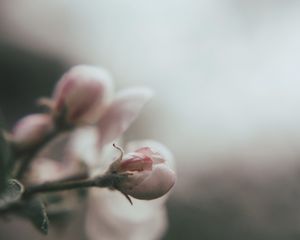Preview wallpaper bud, flower, pink, blur, macro
