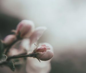 Preview wallpaper bud, flower, pink, blur, macro