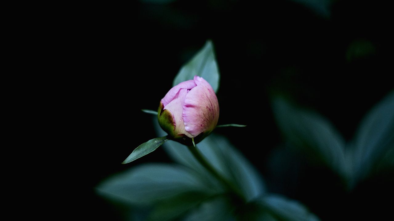 Wallpaper bud, flower, pink, leaves, macro