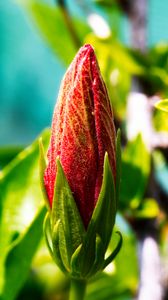 Preview wallpaper bud, flower, red, blur