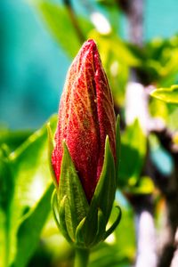 Preview wallpaper bud, flower, red, blur