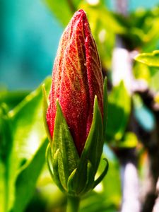 Preview wallpaper bud, flower, red, blur