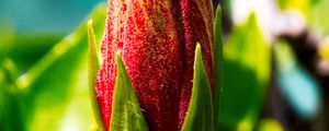 Preview wallpaper bud, flower, red, blur