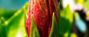 Preview wallpaper bud, flower, red, blur