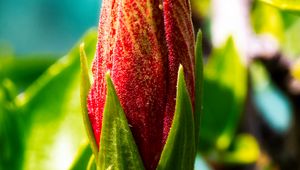 Preview wallpaper bud, flower, red, blur