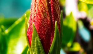 Preview wallpaper bud, flower, red, blur