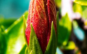 Preview wallpaper bud, flower, red, blur