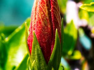 Preview wallpaper bud, flower, red, blur