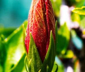 Preview wallpaper bud, flower, red, blur
