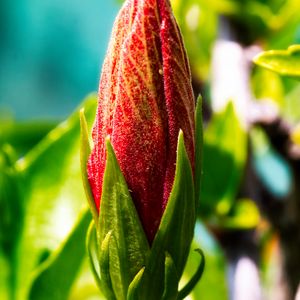 Preview wallpaper bud, flower, red, blur