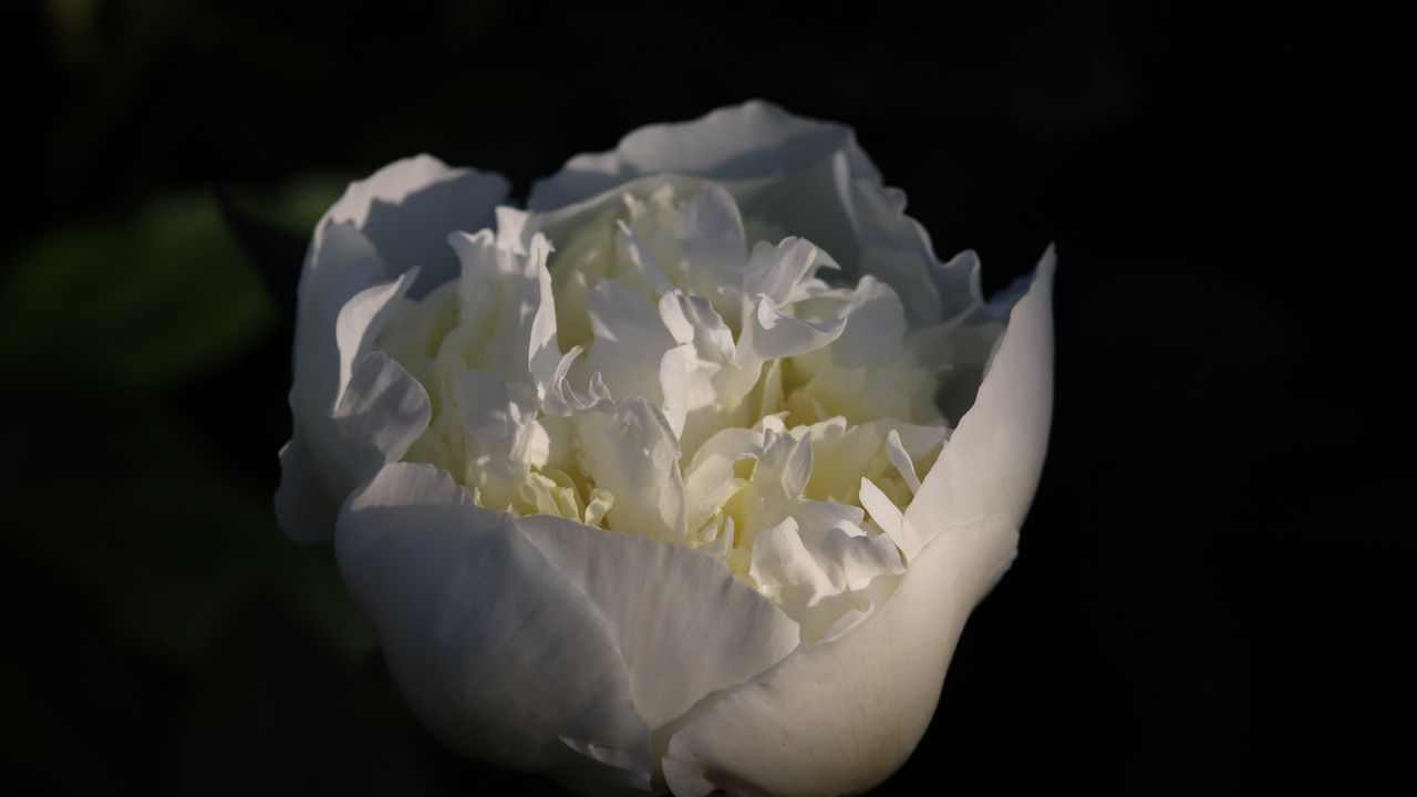 Wallpaper bud, flower, rose, petals, white