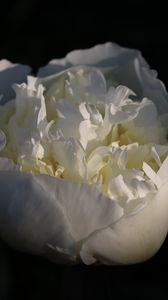 Preview wallpaper bud, flower, rose, petals, white