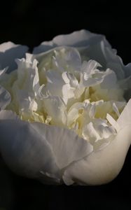 Preview wallpaper bud, flower, rose, petals, white