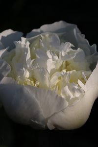 Preview wallpaper bud, flower, rose, petals, white