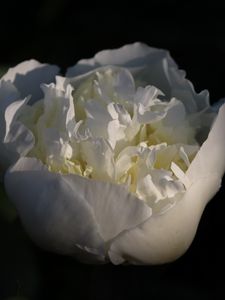 Preview wallpaper bud, flower, rose, petals, white