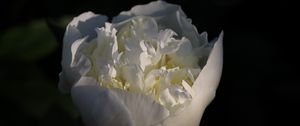 Preview wallpaper bud, flower, rose, petals, white