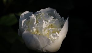 Preview wallpaper bud, flower, rose, petals, white