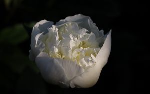 Preview wallpaper bud, flower, rose, petals, white