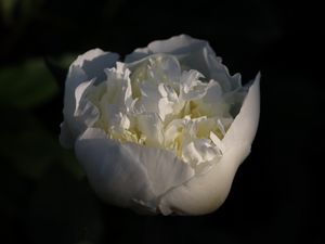 Preview wallpaper bud, flower, rose, petals, white