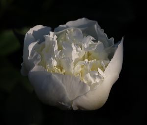 Preview wallpaper bud, flower, rose, petals, white
