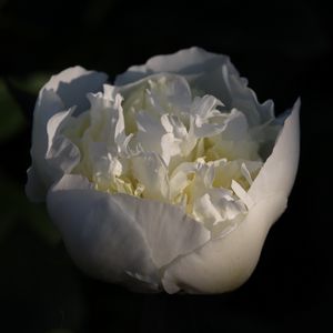 Preview wallpaper bud, flower, rose, petals, white