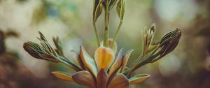 Preview wallpaper bud, inflorescence, plant, stem, macro