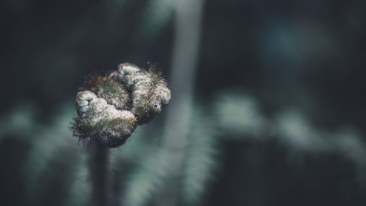 Wallpaper bud, macro, branch, plant, closeup