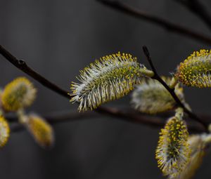 Preview wallpaper bud, willow, fluff, macro, spring