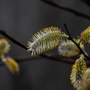 Preview wallpaper bud, willow, fluff, macro, spring