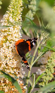 Preview wallpaper buddleja, flowers, butterfly, plants, summer, nature