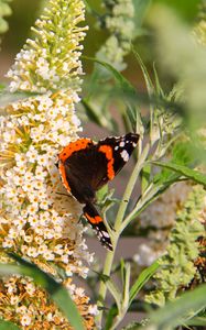 Preview wallpaper buddleja, flowers, butterfly, plants, summer, nature