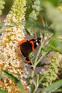 Preview wallpaper buddleja, flowers, butterfly, plants, summer, nature