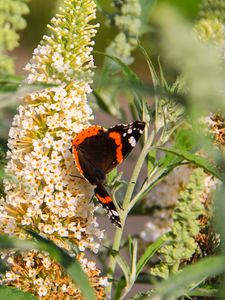 Preview wallpaper buddleja, flowers, butterfly, plants, summer, nature