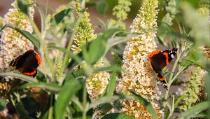 Preview wallpaper buddleja, flowers, butterfly, plants, summer, nature