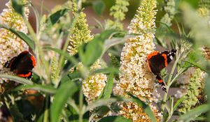 Preview wallpaper buddleja, flowers, butterfly, plants, summer, nature