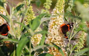 Preview wallpaper buddleja, flowers, butterfly, plants, summer, nature