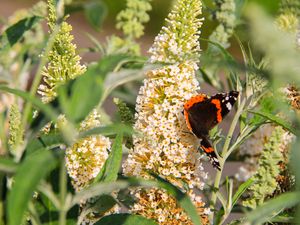 Preview wallpaper buddleja, flowers, butterfly, plants, summer, nature