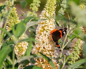 Preview wallpaper buddleja, flowers, butterfly, plants, summer, nature