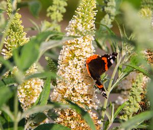 Preview wallpaper buddleja, flowers, butterfly, plants, summer, nature