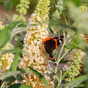 Preview wallpaper buddleja, flowers, butterfly, plants, summer, nature