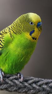 Preview wallpaper budgerigar, parrot, bird, bright, twine