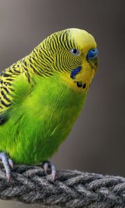 Preview wallpaper budgerigar, parrot, bird, bright, twine