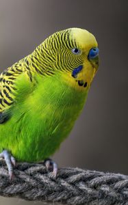 Preview wallpaper budgerigar, parrot, bird, bright, twine