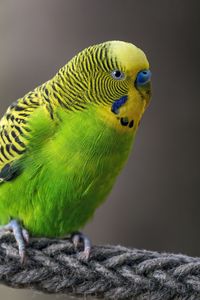 Preview wallpaper budgerigar, parrot, bird, bright, twine