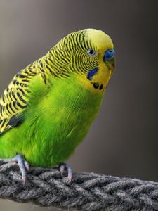 Preview wallpaper budgerigar, parrot, bird, bright, twine